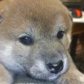 柴犬(標準サイズ)