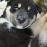 柴犬(標準サイズ)