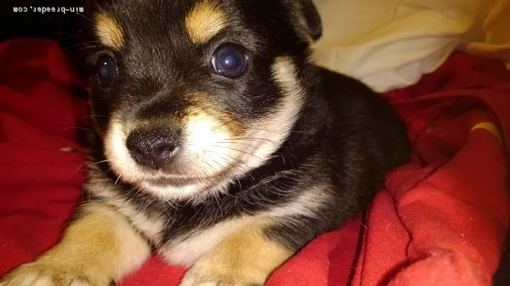 ID:2006-02682の子犬