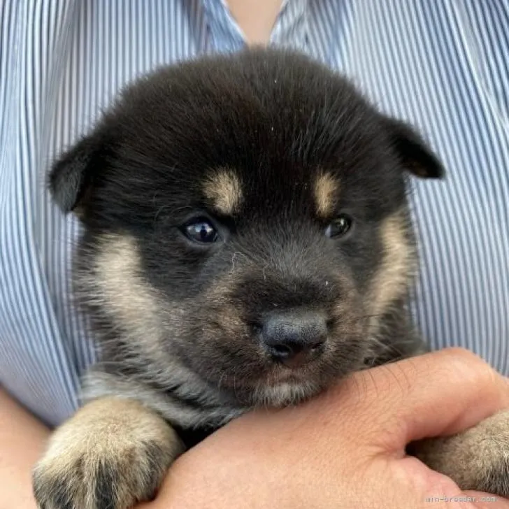 ID：2205-02660の子犬