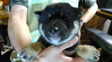 柴犬(標準サイズ)【岐阜県・女の子・2021年6月22日・黒】の写真「コロコロしてかわいいちやめけたぷりなご仔犬です。」