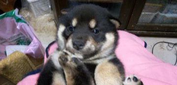 柴犬(標準サイズ)【岐阜県・男の子・2022年3月3日・黒】の写真「コロコロとして、とてもかわいいです。」