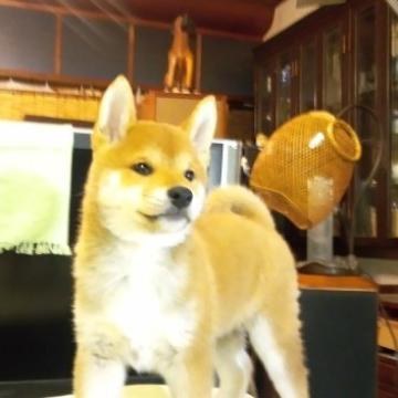 柴犬(標準サイズ)【岐阜県・男の子・2022年10月12日・赤】の写真「コロコロと、して、とても可愛い柴ちゃん、です。」