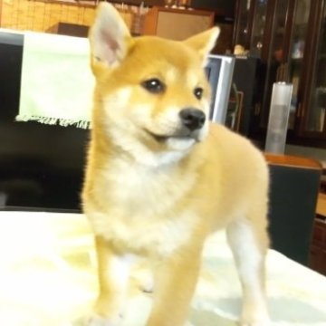 柴犬(標準サイズ)【岐阜県・女の子・2022年10月12日・赤】の写真「コロコロと、して、とても可愛い柴ちゃん、です。」