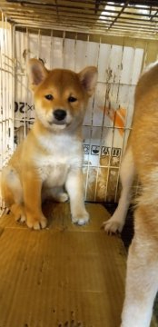 柴犬(標準サイズ)【岐阜県・男の子・2021年7月11日・赤】の写真「コロコロしてかわいいちやめけたぷりなご仔犬です。」