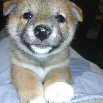 柴犬(標準サイズ)【岐阜県・男の子・2024年4月23日・赤柴犬】の写真「可愛いくて、元気で、甘えぼうさん　」