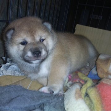 柴犬(標準サイズ)【岐阜県・女の子・2024年4月30日・赤柴犬】の写真「まるまるしている、ぽちやりタイプ。」