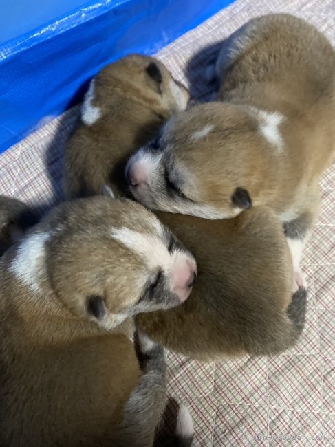 みんな元気です。｜藤田　悦夫(ふじた　えつお)ブリーダー(岡山県・秋田犬など・秋田犬保存会登録)の紹介写真8