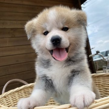 秋田犬【岡山県・男の子・2023年4月20日・赤】の写真「元気で可愛い仔です。」