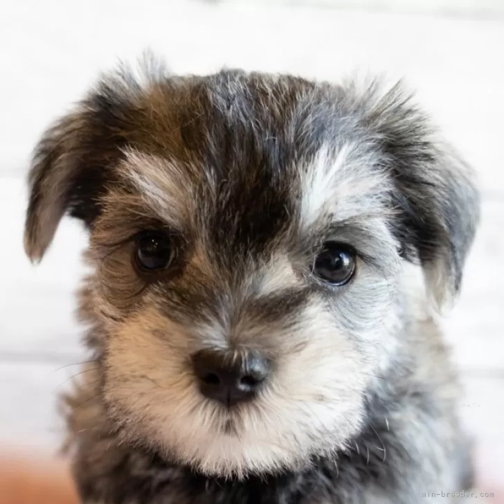 ID：2503-06761の子犬