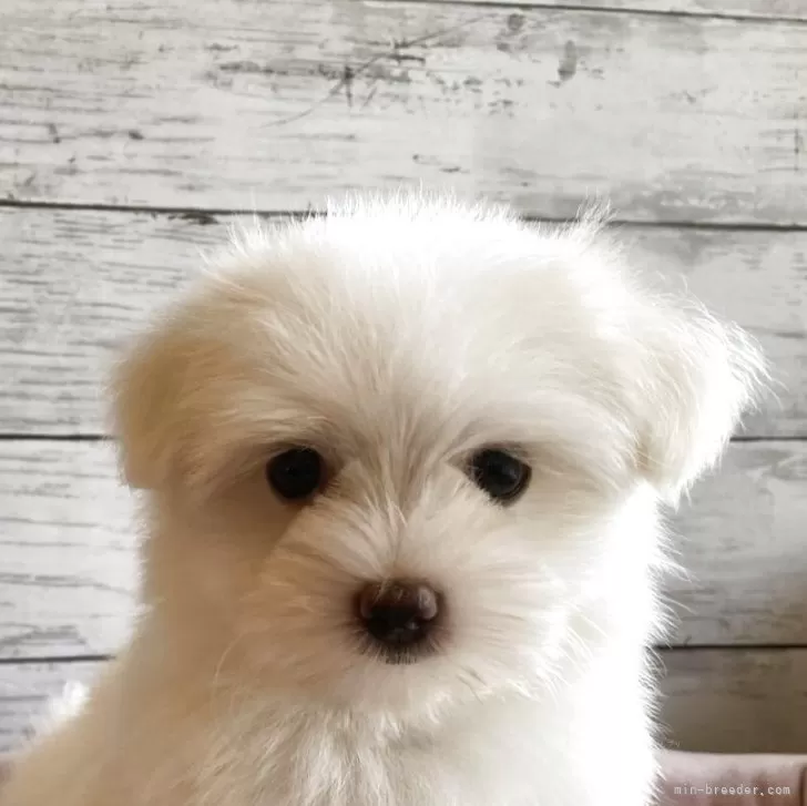 ID:2507-07427の子犬
