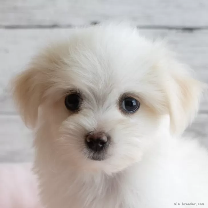 ID：2411-02174の子犬