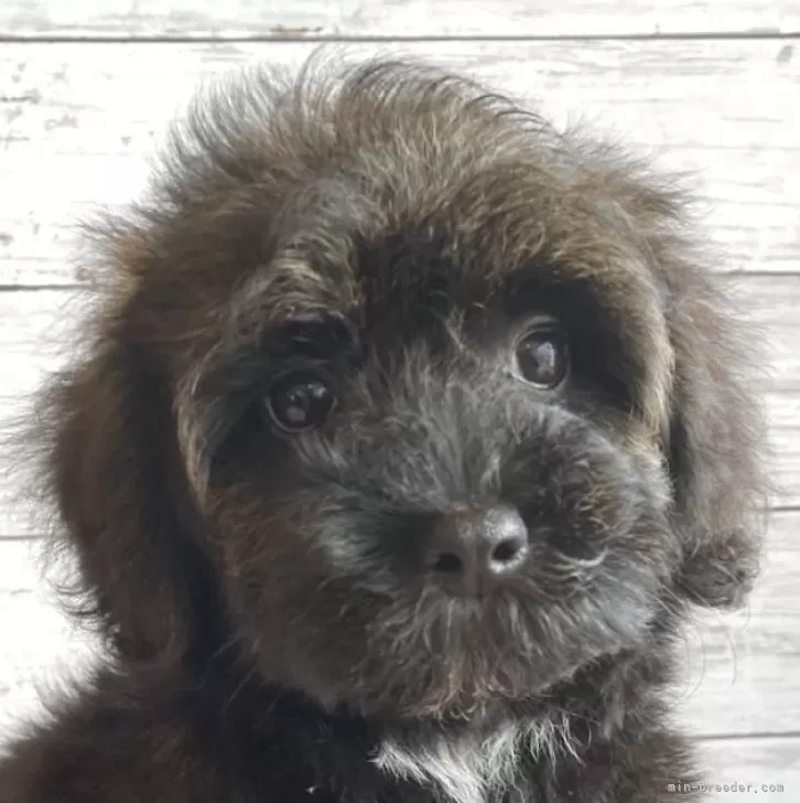 ID：2505-07415の子犬