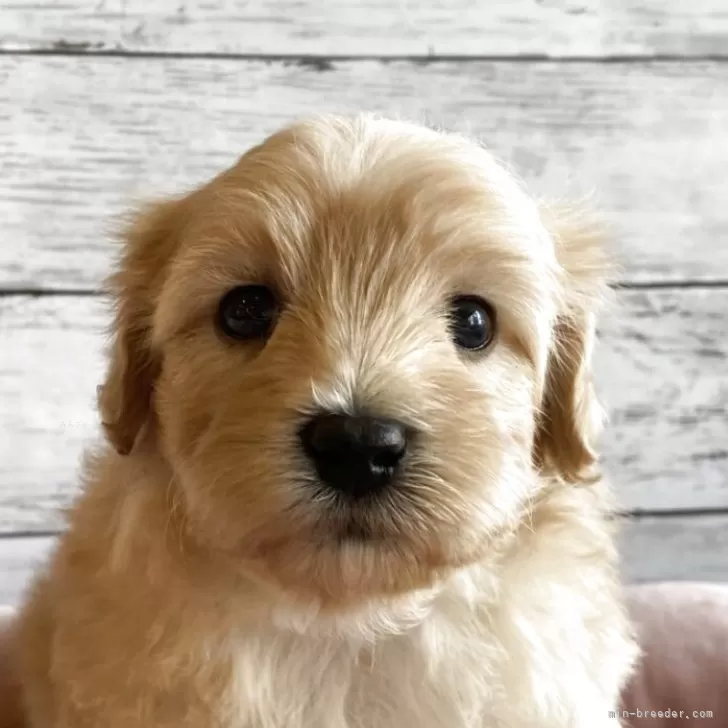 マルプー(マルチーズ×トイプードル)【北海道・男の子・2025年10月23日・アプリコット】の写真1