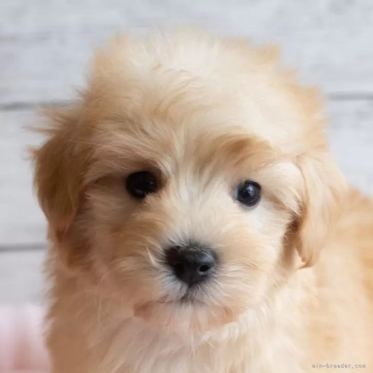 ID：2412-03363の子犬