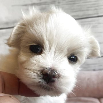 マルチーズ【北海道・男の子・2025年10月23日・ホワイト】の写真「とても可愛いマルチーズの男の子」