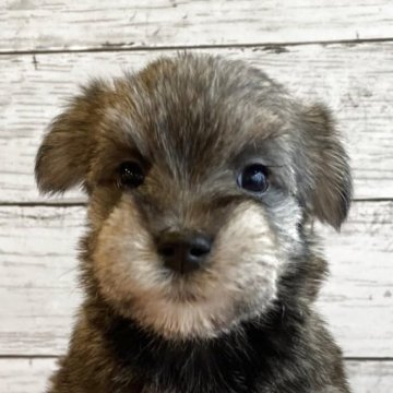 シュナマル(マルチーズ×ミニチュアシュナウザー)【北海道・女の子・2025年10月1日・ソルト&ペッパー】の写真「とても可愛いマルシュナの女の子」