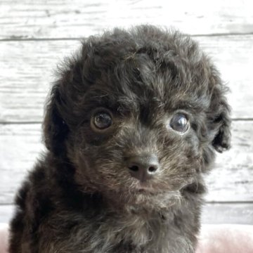 チワプー(チワワ×トイプードル)【北海道・男の子・2025年10月22日・ブリンドル】の写真「可愛いチワプーの男の子」