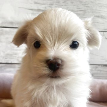 マルチーズ【北海道・男の子・2025年10月23日・ホワイト】の写真「とても可愛いマルチーズの男の子」