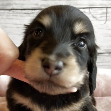 ミニチュアダックスフンド(ロング)【北海道・男の子・2025年10月26日・ブラック&タン】の写真「とても可愛いロングダックスの男の子」