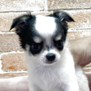 チワワ(ロング)【北海道・男の子・2025年9月6日・トライカラー】の写真「とても可愛いチワワの男の子」