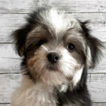 チワマル(マルチーズ×チワワ)【北海道・男の子・2025年8月24日・トライカラー】の写真「可愛いマルチワの男の子」