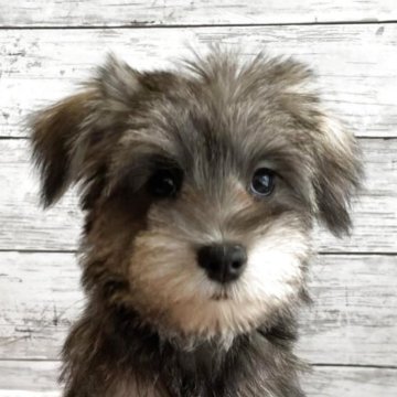 シュナマル(マルチーズ×ミニチュアシュナウザー)【北海道・女の子・2025年10月1日・ソルト&ペッパー】の写真「とても可愛いマルシュナの女の子」