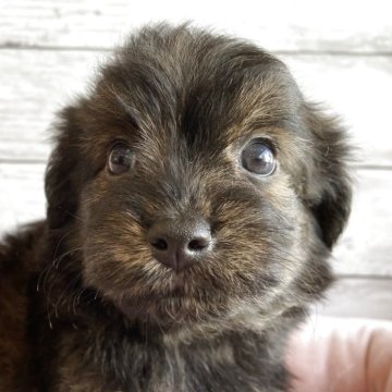 チワプー(チワワ×トイプードル)【北海道・男の子・2025年10月22日・ブリンドル】の写真「可愛いチワプーの男の子」