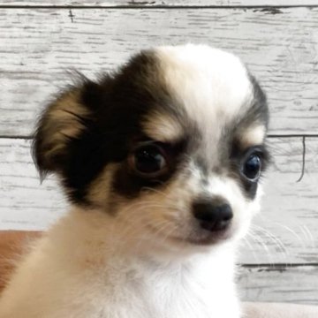 チワワ(ロング)【北海道・男の子・2025年9月6日・トライカラー】の写真「とても可愛いチワワの男の子」