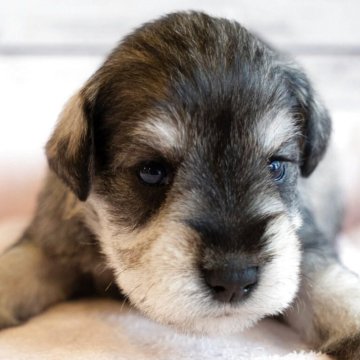 ミニチュアシュナウザー【北海道・女の子・2025年3月1日・ソルト&ペッパー】の写真「とてもやさしいお顔の兄妹」