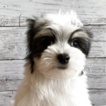 チワマル(マルチーズ×チワワ)【北海道・男の子・2025年8月24日・トライカラー】の写真「可愛いマルチワの男の子」