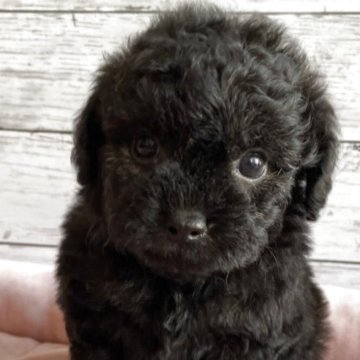 チワプー(チワワ×トイプードル)【北海道・女の子・2025年10月22日・ブラック】の写真「可愛いチワプーの女の子」