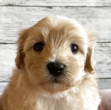 マルプー(マルチーズ×トイプードル)【北海道・男の子・2025年10月23日・アプリコット】の写真「とても目が大きく可愛いマルプーの男の子」