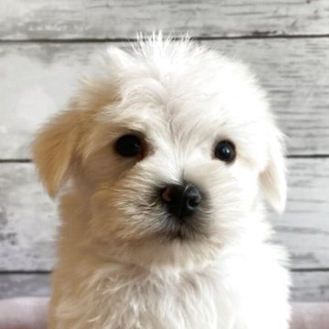 シュナマル(マルチーズ×ミニチュアシュナウザー)【北海道・男の子・2025年10月5日・ホワイト】の写真「とても可愛いシュナマルの男の子」