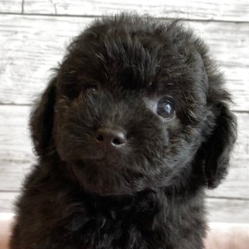 チワプー(チワワ×トイプードル)【北海道・女の子・2025年10月22日・ブラック】の写真「可愛いチワプーの女の子」