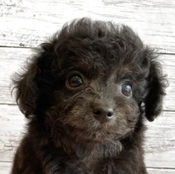 チワプー(チワワ×トイプードル)【北海道・男の子・2025年10月22日・ブリンドル】の写真「可愛いチワプーの男の子」