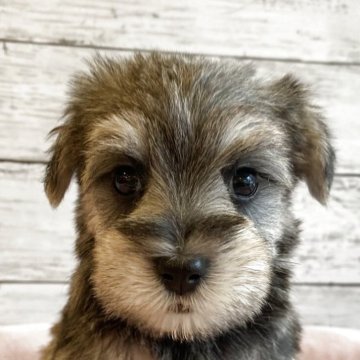 シュナマル(マルチーズ×ミニチュアシュナウザー)【北海道・女の子・2025年10月1日・ソルト&ペッパー】の写真「とても可愛いマルシュナの女の子」