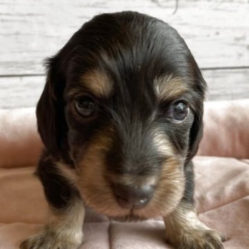 ミニチュアダックスフンド(ロング)【北海道・男の子・2025年10月26日・ブラック&タン】の写真「とても可愛いロングダックスの男の子」