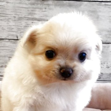 ポメチワ(チワワ×ポメラニアン)【北海道・女の子・2025年10月31日・クリーム】の写真「とても可愛いポメチワの女の子」