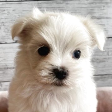 マルチーズ【北海道・男の子・2025年10月23日・ホワイト】の写真「とても可愛いマルチーズの男の子」