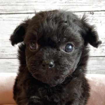 チワプー(チワワ×トイプードル)【北海道・女の子・2025年10月7日・ブラック】の写真「とても目の大きいチワプーの女の子」