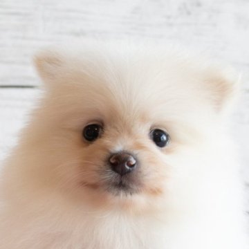 ポメラニアン【北海道・女の子・2025年1月25日・クリーム】の写真「とても可愛い顔の短いポメの女の子」