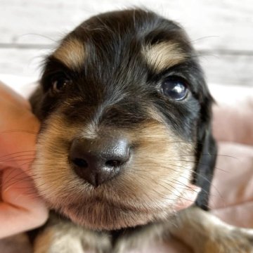 ミニチュアダックスフンド(ロング)【北海道・男の子・2025年10月26日・ブラック&タン】の写真「とても可愛いロングダックスの男の子」