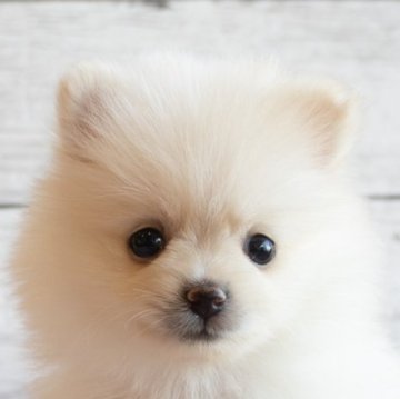 ポメラニアン【北海道・女の子・2025年2月11日・クリーム】の写真「とてもやさしいお顔の女の子」