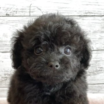 チワプー(チワワ×トイプードル)【北海道・女の子・2025年10月22日・ブラック】の写真「可愛いチワプーの女の子」