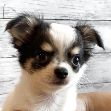 チワワ(ロング)【北海道・男の子・2025年9月6日・トライカラー】の写真「とても可愛いチワワの男の子」