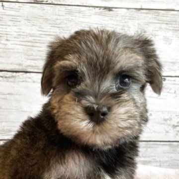 シュナマル(マルチーズ×ミニチュアシュナウザー)【北海道・男の子・2025年10月1日・ソルト&ペッパー】の写真「とても可愛いマルシュナの男の子」