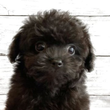 チワプー(チワワ×トイプードル)【北海道・女の子・2025年10月7日・ブラック】の写真「とても目の大きいチワプーの女の子」