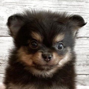 ポメチワ(チワワ×ポメラニアン)【北海道・男の子・2025年10月31日・ブラック&タン】の写真「とても可愛いポメチワの男の子」