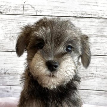 シュナマル(マルチーズ×ミニチュアシュナウザー)【北海道・女の子・2025年10月1日・ソルト&ペッパー】の写真「とても可愛いマルシュナの女の子」